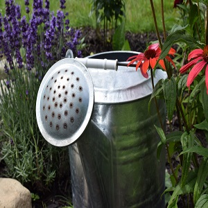 Haws watering cans